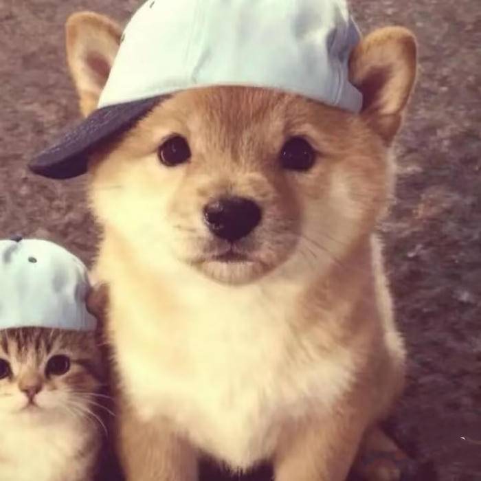 Aesthetic cat duo PFP with charm and instant personality