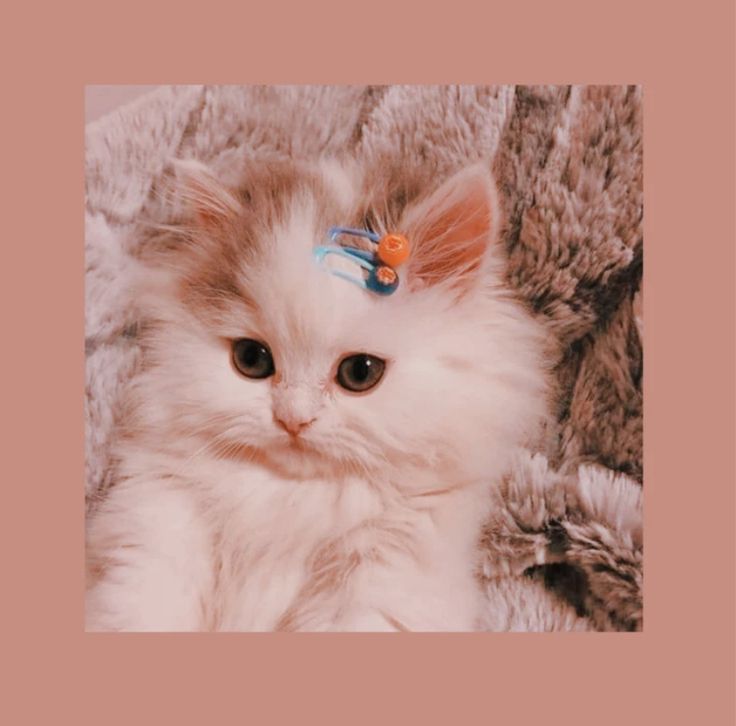 cute pink pfp cat cartoon pink aesthetic