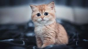 Cute cat matching PFP set with complementary colors and mirrored composition