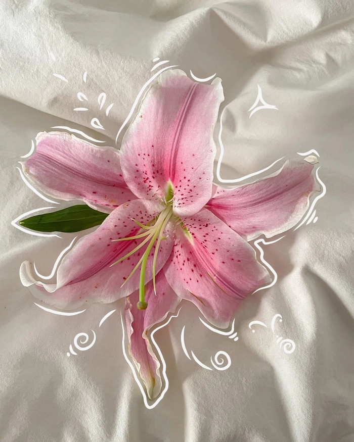 Illustrated aesthetic flower PFP with line art and watercolor style petals