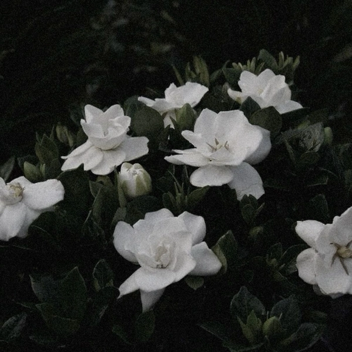 Hand-drawn aesthetic flower drawing PFP with indie illustration style