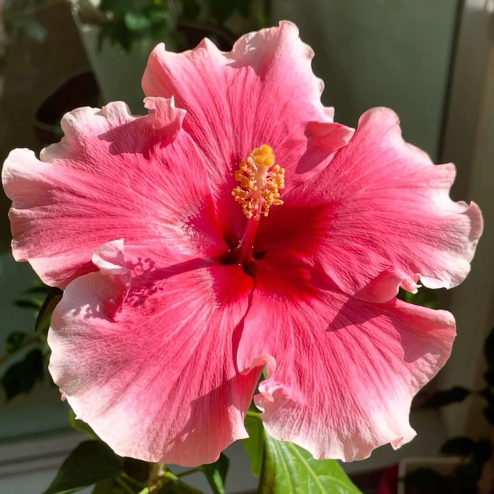 Aesthetic pink flower PFP with blush petals and warm rosy tones