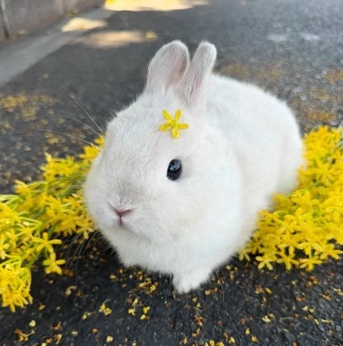 Editorial bunny avatar with desaturated palette and soft negative space