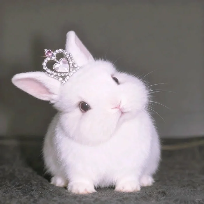 Expressive bunny PFP for Discord with bold face clarity and friendly expression