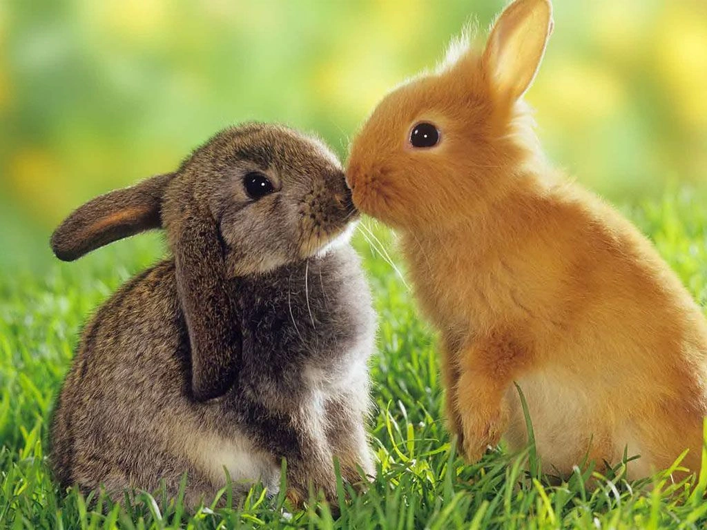 Paired cute bunny PFP set with facing characters and affectionate expression