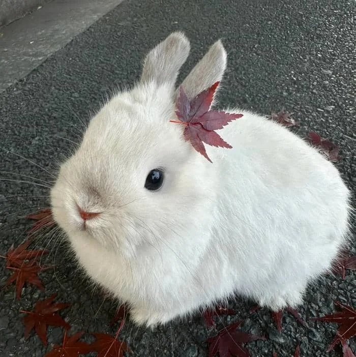 Scrapbook-inspired cute bunny PFP with soft texture overlay and gentle glow
