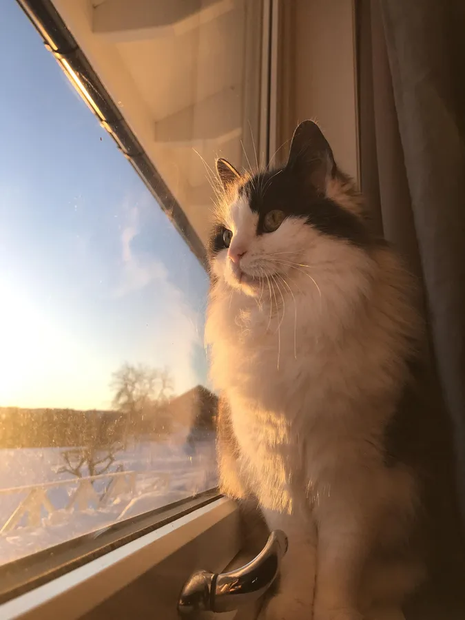 Cute cat PFP with fluffy kitten and soft pastel tones