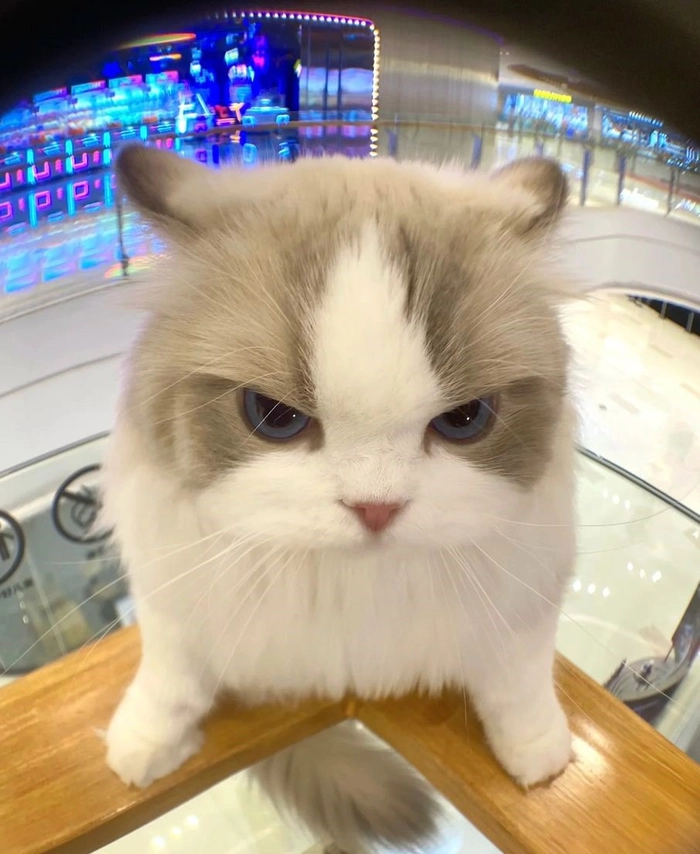 Dreamy aesthetic cat avatar with blurred background and blush tones