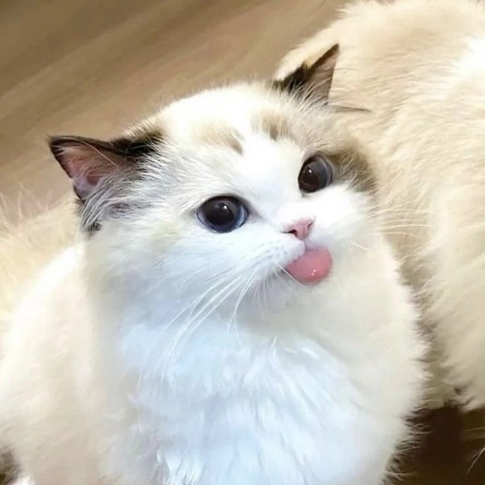 Soft masculine cute cat PFP with muted color palette