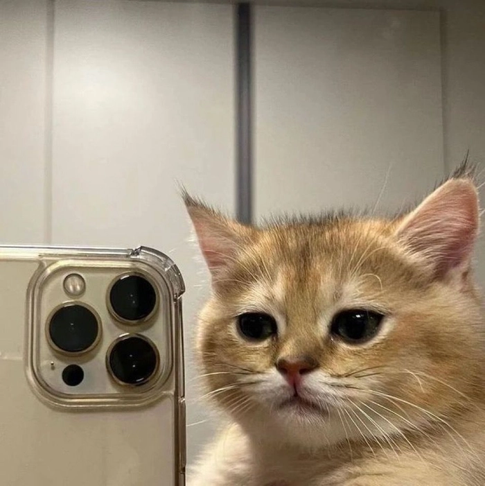 Discord-optimized cute cat PFP with strong contrast and readable expression