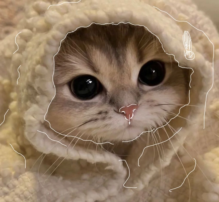 Clear cute cat Discord PFP with tight facial crop and happy expression