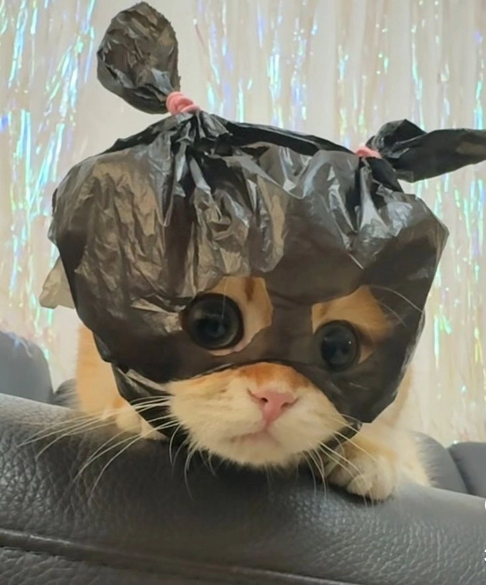 Expressive Instagram cat PFP with affectionate expression and clean framing