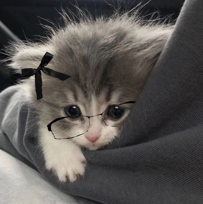 Cute meme cat avatar with chaotic distorted expression