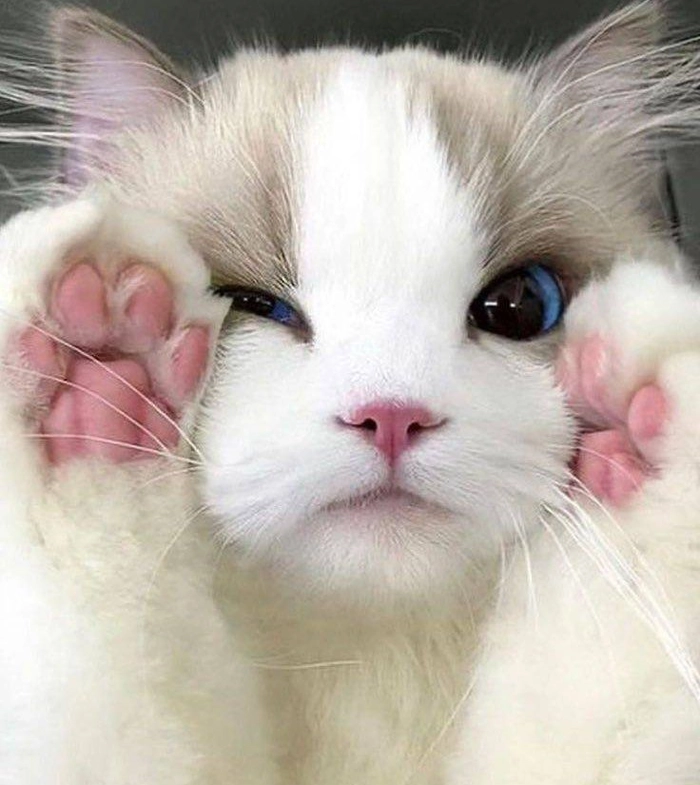 TikTok-style cute cat PFP with dynamic cropping and bold expression