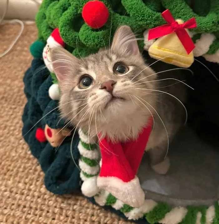 Cute Christmas PFP