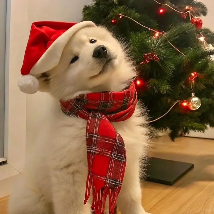 Cute Christmas Pfp For Tiktok