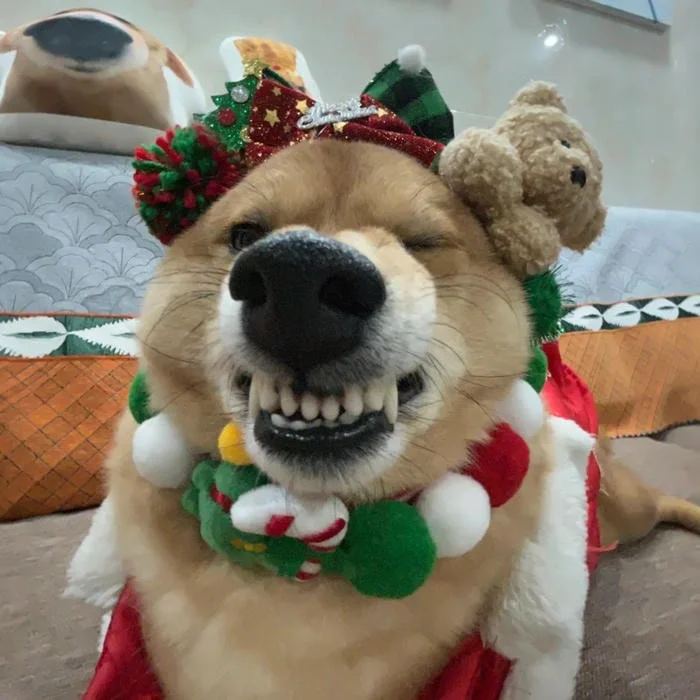 Cute Christmas Pfp For Tiktok
