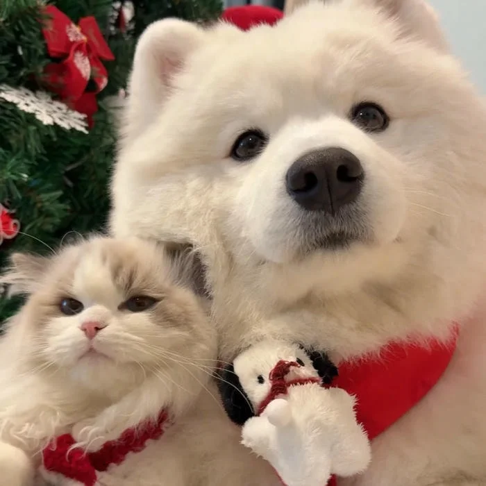 Cute Christmas Pfp Matching