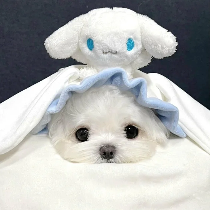 Ultra-cute kawaii Cinnamoroll icon with miniature proportions and gentle gradients