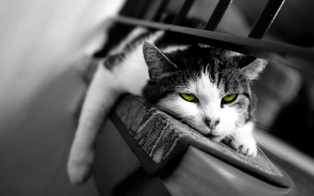 Cute PFP black and white featuring soft grayscale gradient portrait