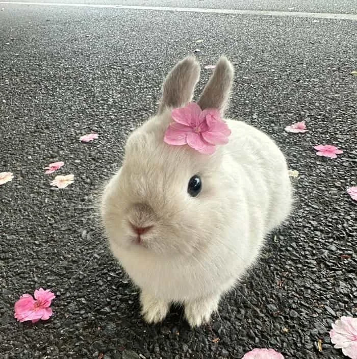 Expressive kawaii bunny girl PFP with fluffy collar and glossy highlights