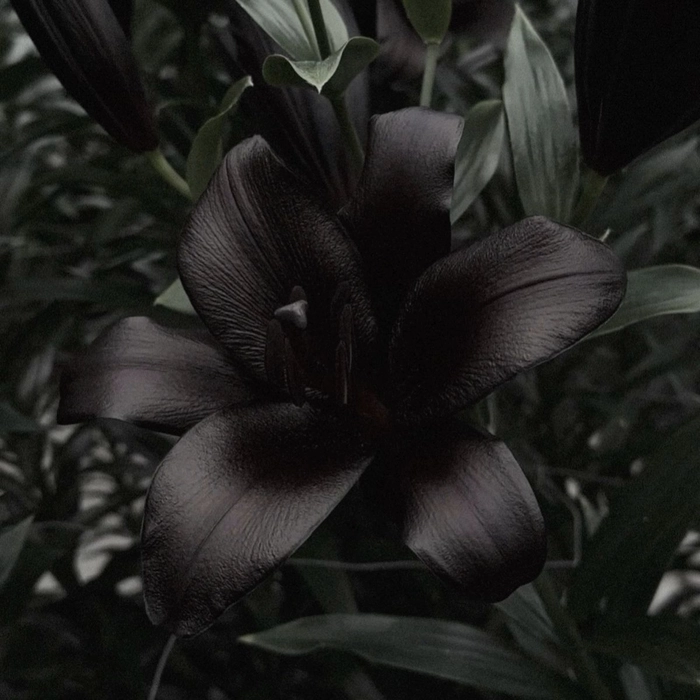 Moody dark flower PFP with dramatic contrast and cinematic depth