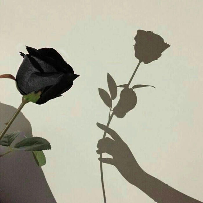 Dark floral aesthetic PFP with gothic romance and low-light composition