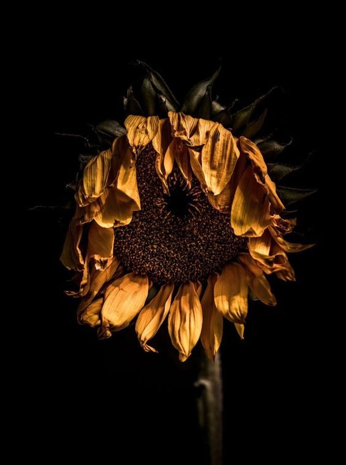 Botanical flower Instagram PFP with strong contrast and legible circular crop
