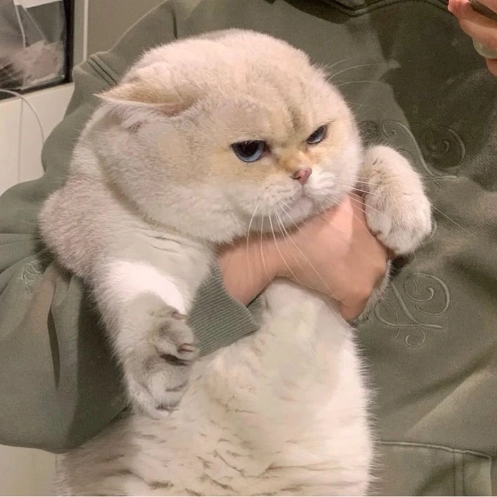 Funny cute cat PFP mid-yawn with candid humor