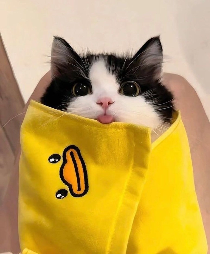 Naturally funny cute cat PFP captured in an awkward moment