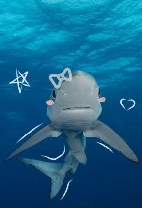 hammerhead shark pfp with distinctive wide head silhouette and dark ocean background