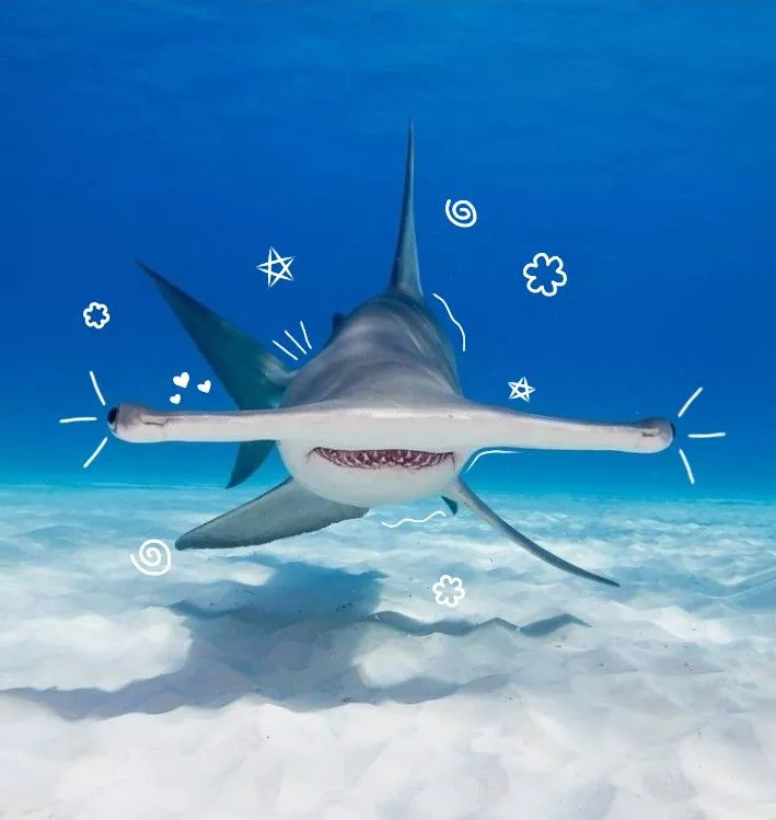 hammerhead shark avatar with strong underwater silhouette and minimal background