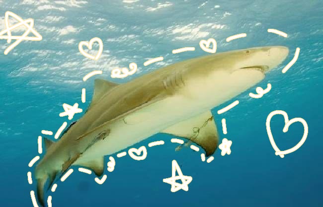 cheerful lemon shark pfp with sunny palette and approachable composition