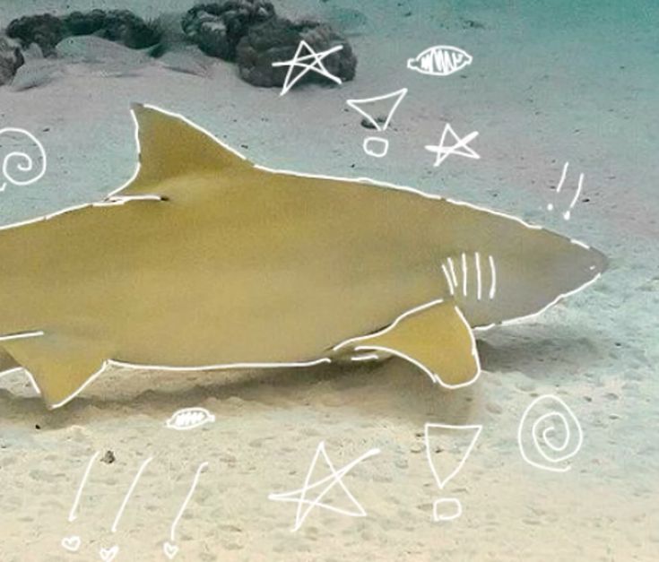 lemon shark avatar with warm ocean tones and clean minimalist framing