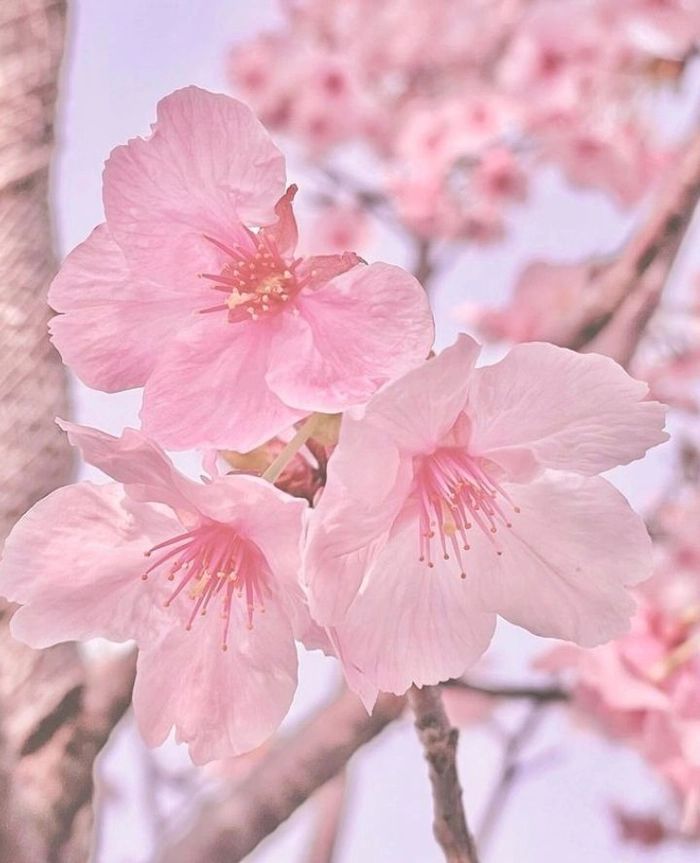 Pink aesthetic flower PFP with layered rosy petals and pastel warm background