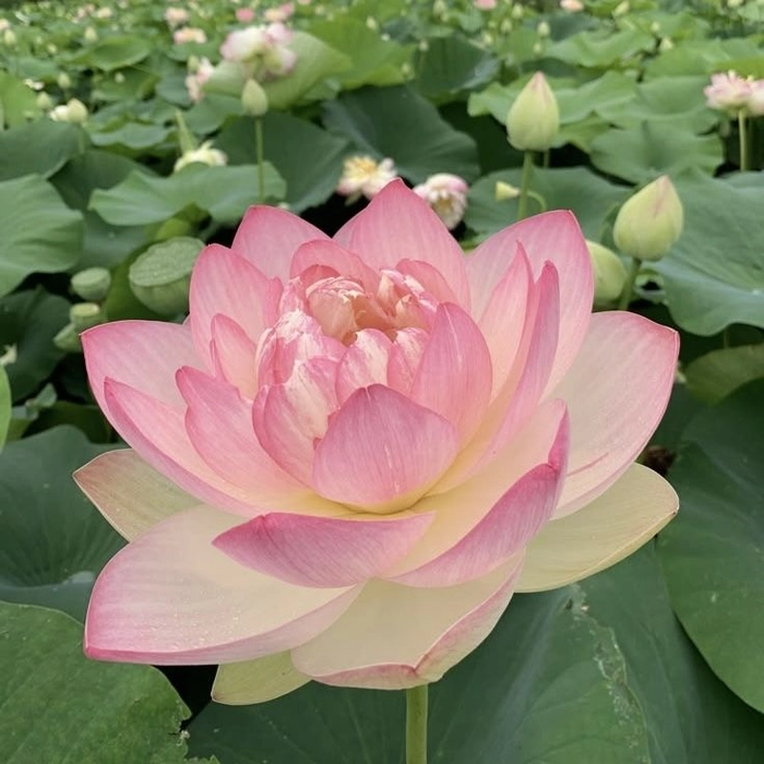 Soft pink flower aesthetic PFP with spring nostalgic tones and gentle glow