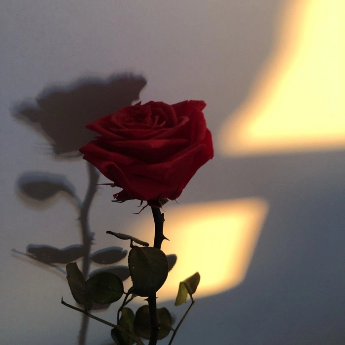 Pinterest-optimized red PFP with clean composition and calm saturation