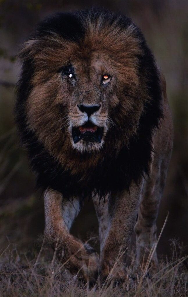 Scarface lion PFP with dark dramatic portrait and symbolic dominance framing