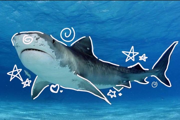 fierce tiger shark profile picture with dark water and glowing eye detail
