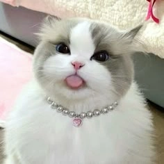 Trending aesthetic cute cat PFP with film grain and nostalgic pastel filter