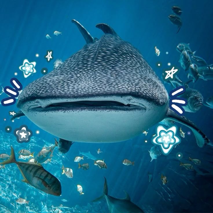 elegant whale shark pfp with natural ocean tones and minimalist composition