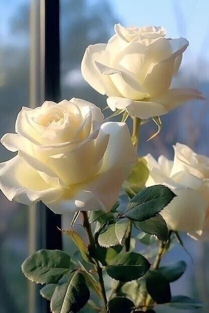 Elegant white rose profile picture with minimal background and gentle shadow detail