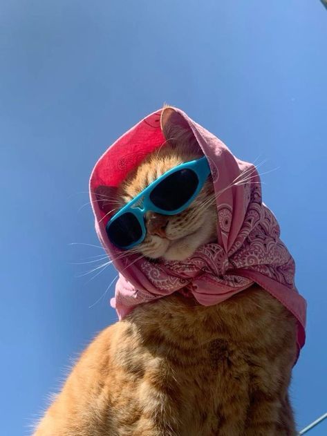 best funny cat profile picture