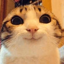 Cat funny PFP with human-like emotional expression