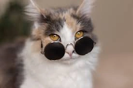 Funny cat profile picture with wide surprised eyes