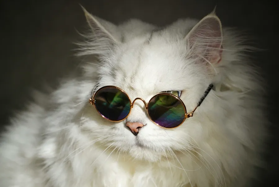 Current year funny Discord avatar with AI-inflected editing style