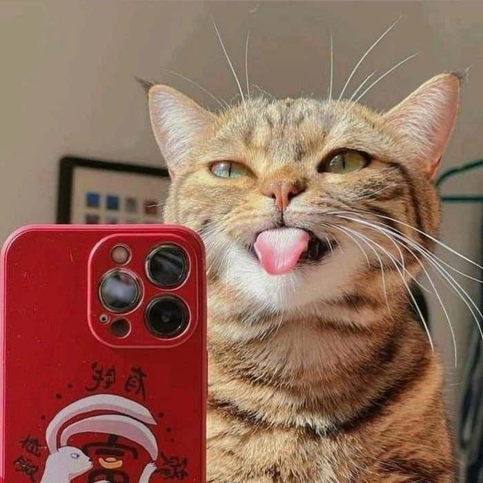 Wide-eyed cat reaction face as Discord PFP