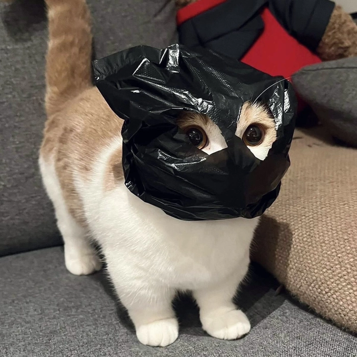 Chaotic cat caught mid-zoomies Discord avatar
