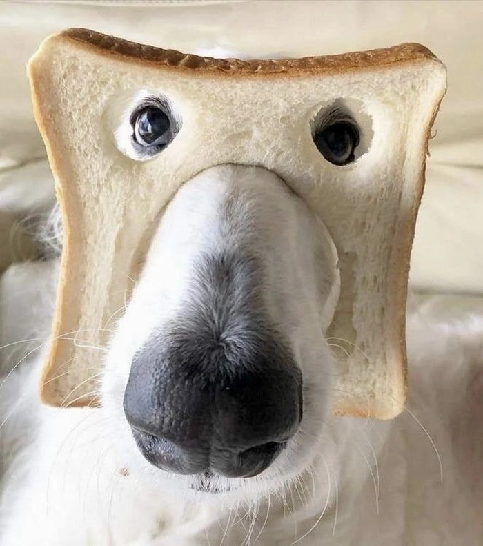 Funny dog PFP for group chat warm expression