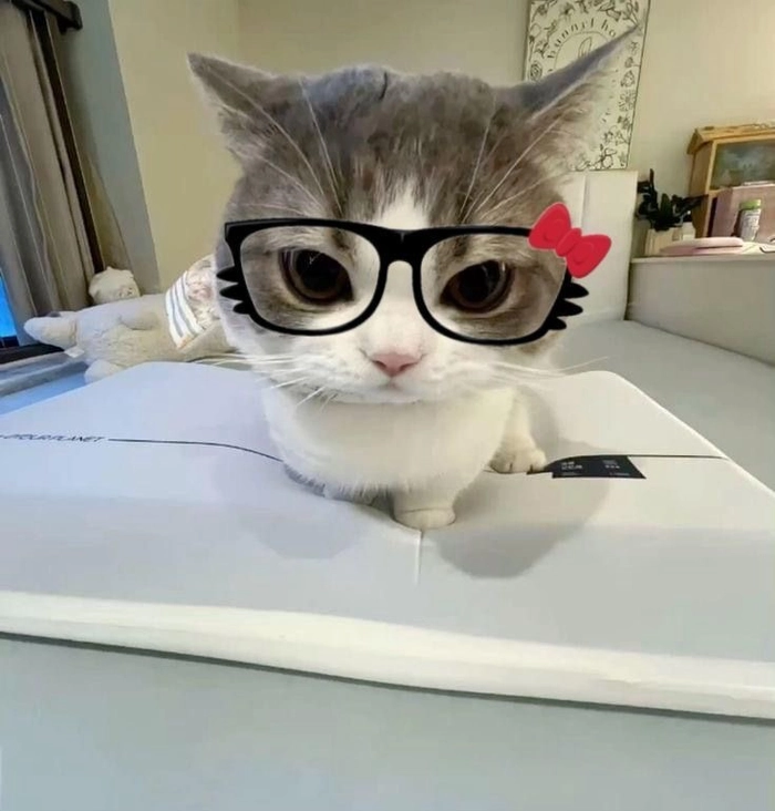Best funny PFP options for WhatsApp including simple meme faces and expressive avatars